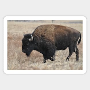 Bison Sticker